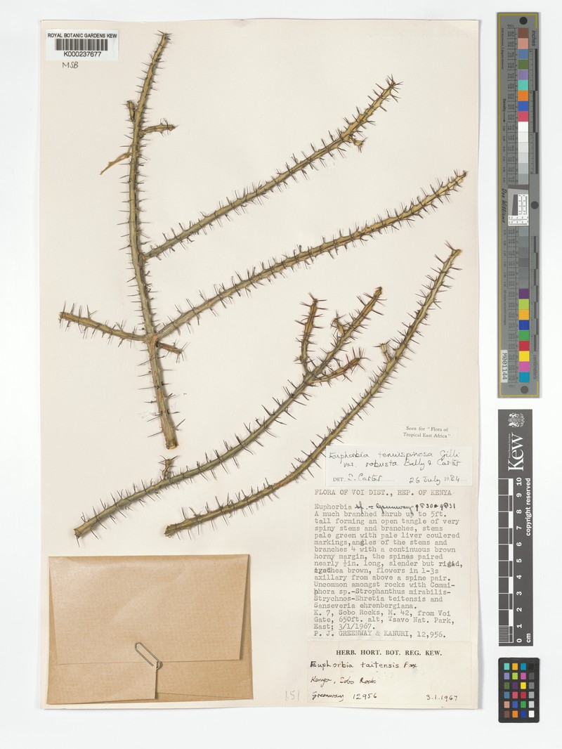 Euphorbia tenuispinosa var. robusta photo 2