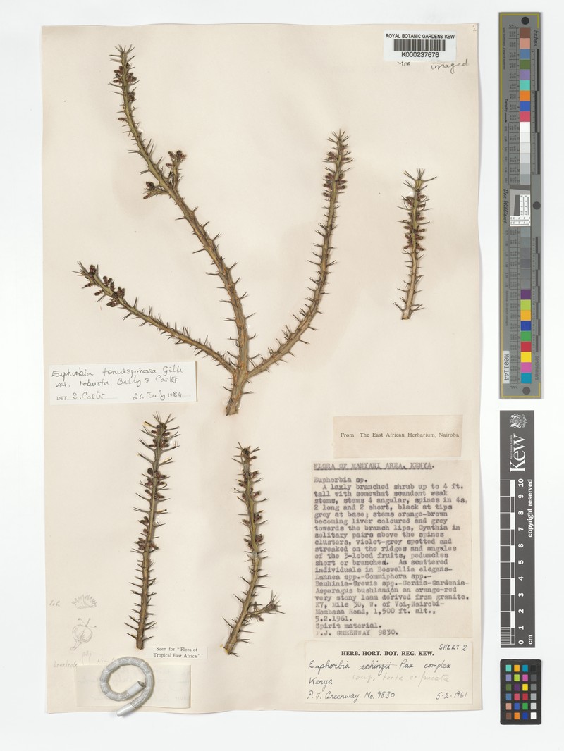 Euphorbia tenuispinosa var. robusta photo 3