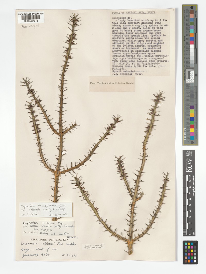 Euphorbia tenuispinosa var. robusta photo 4