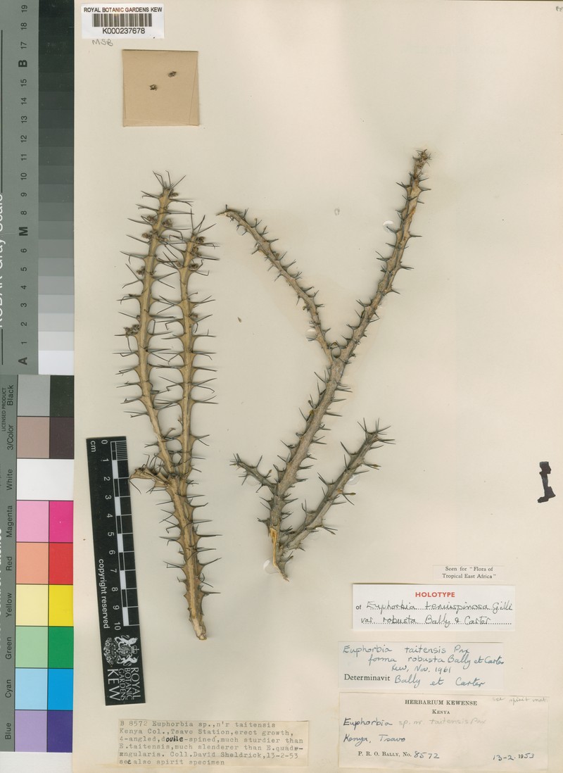 Euphorbia tenuispinosa var. robusta photo 5