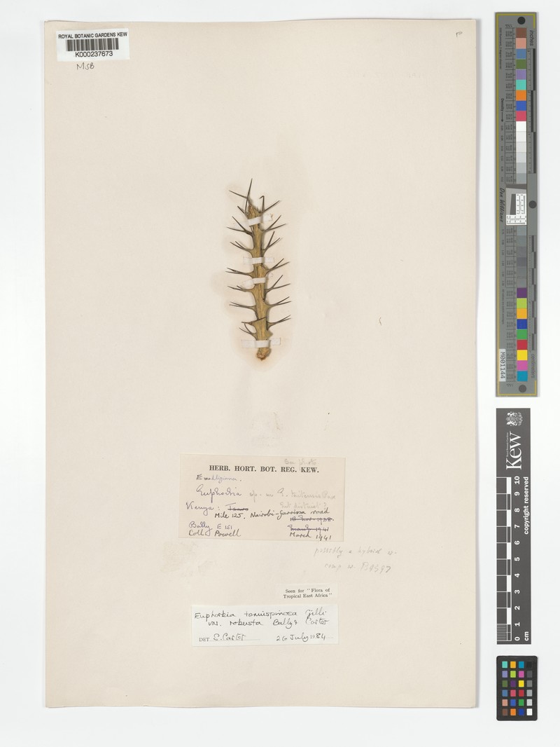 Euphorbia tenuispinosa var. robusta photo 6