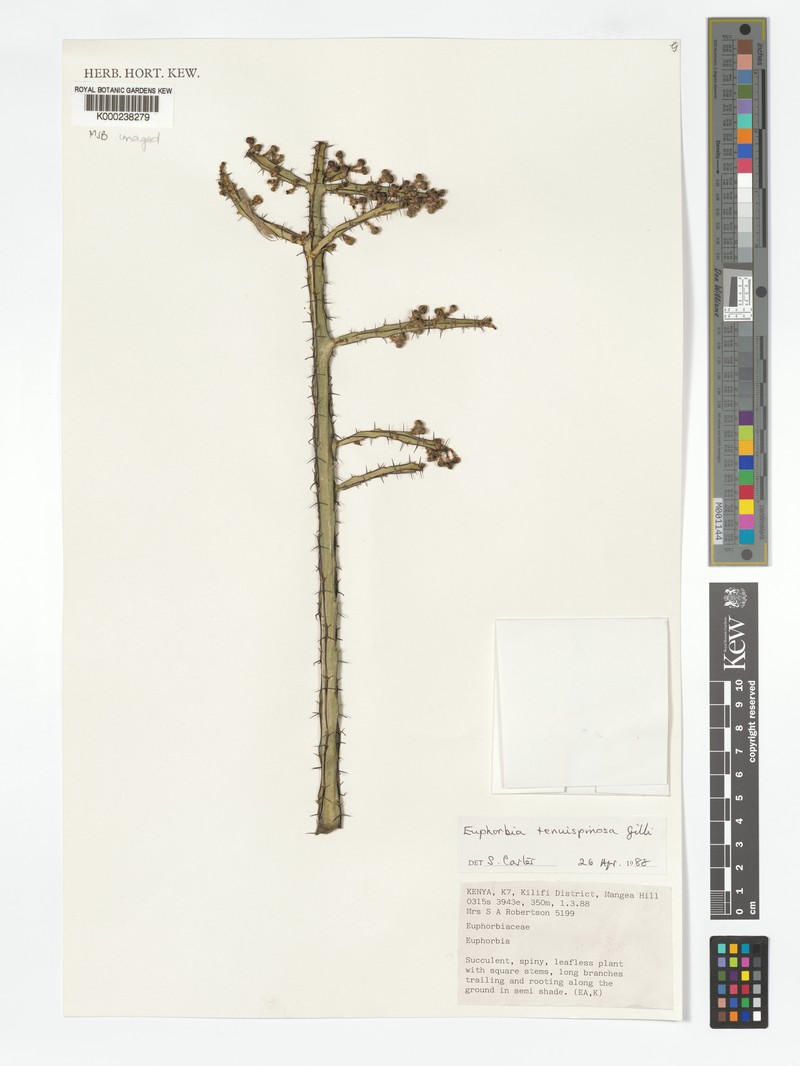 Euphorbia tenuispinosa var. tenuispinosa photo 5