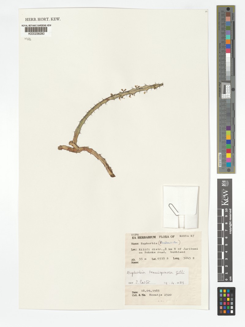 Euphorbia tenuispinosa var. tenuispinosa photo 6