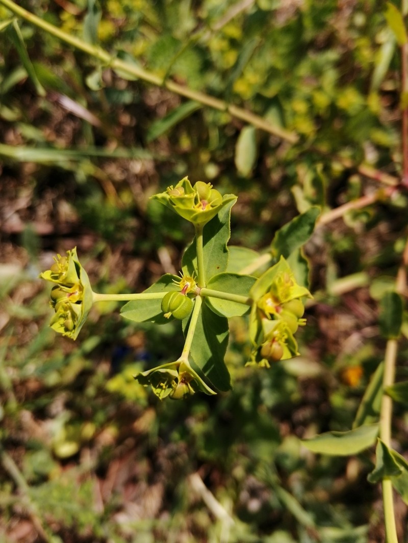 Geraldton Carnation Weed photo 2