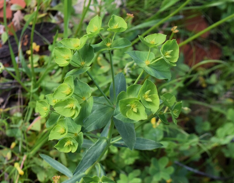 Geraldton Carnation Weed photo 3
