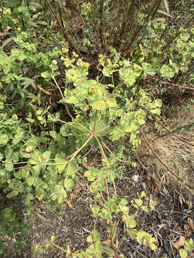Geraldton Carnation Weed photo 4