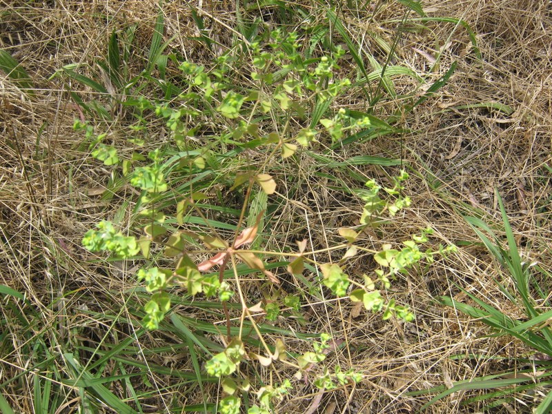 Geraldton Carnation Weed photo 5