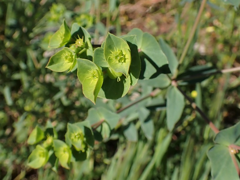 Geraldton Carnation Weed photo 2