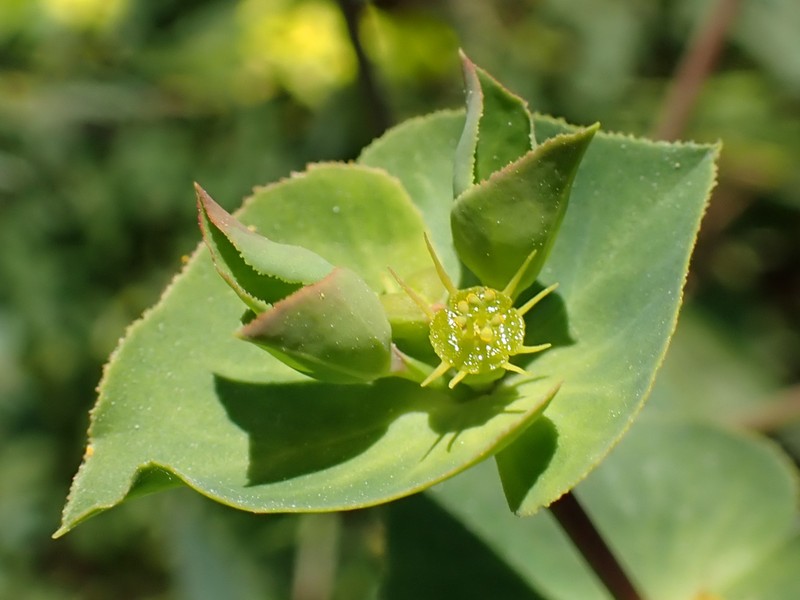 Geraldton Carnation Weed photo 3