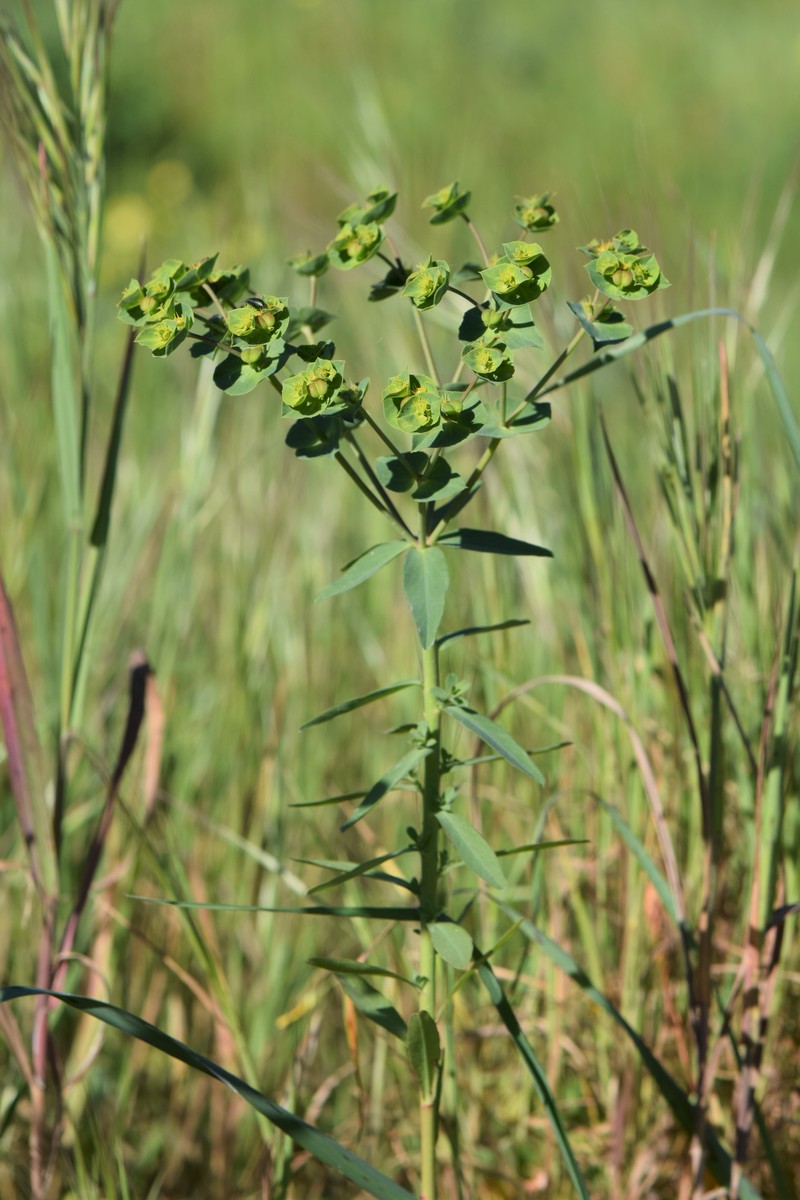 Geraldton Carnation Weed photo 4