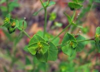 Geraldton Carnation Weed