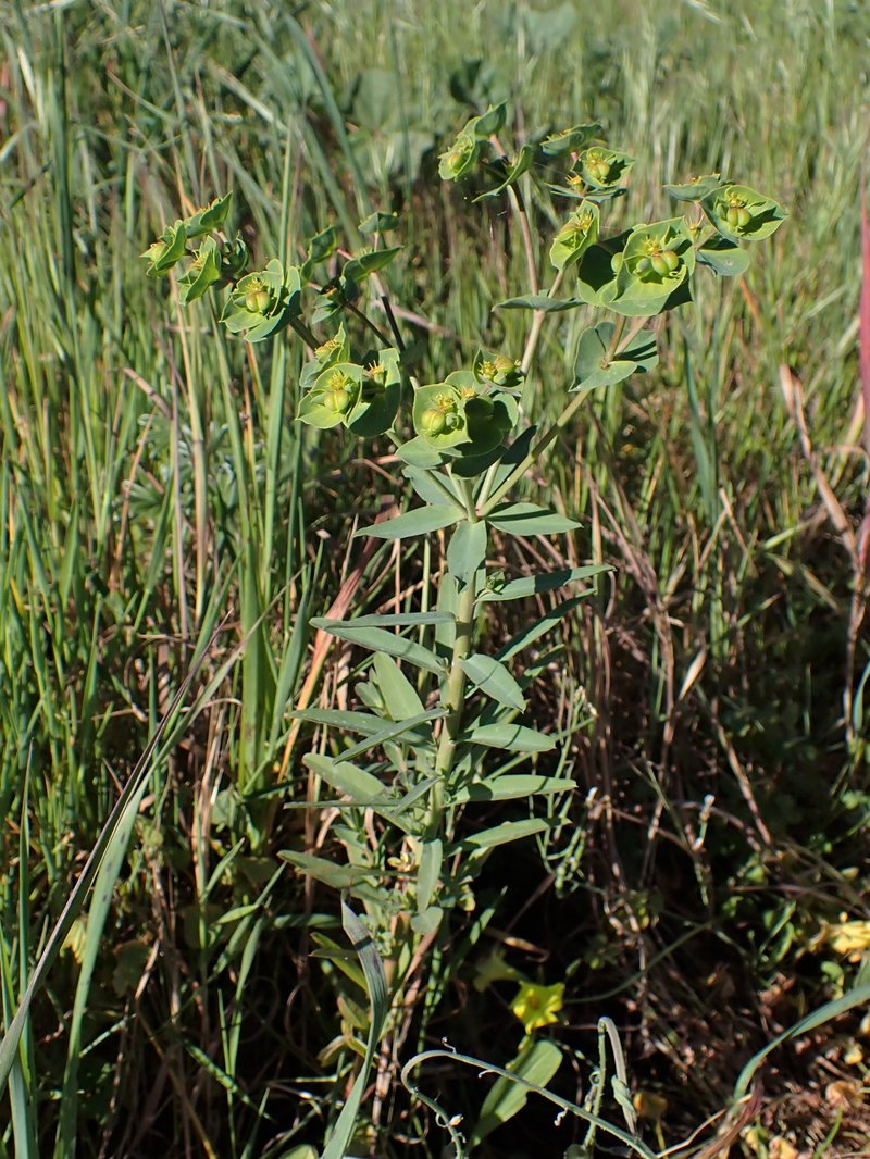 Geraldton Carnation Weed photo 5