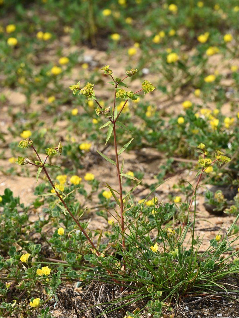 Geraldton Carnation Weed photo 6