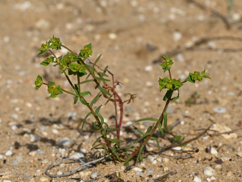 Geraldton Carnation Weed photo 7