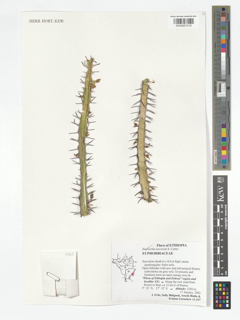 Euphorbia tescorum