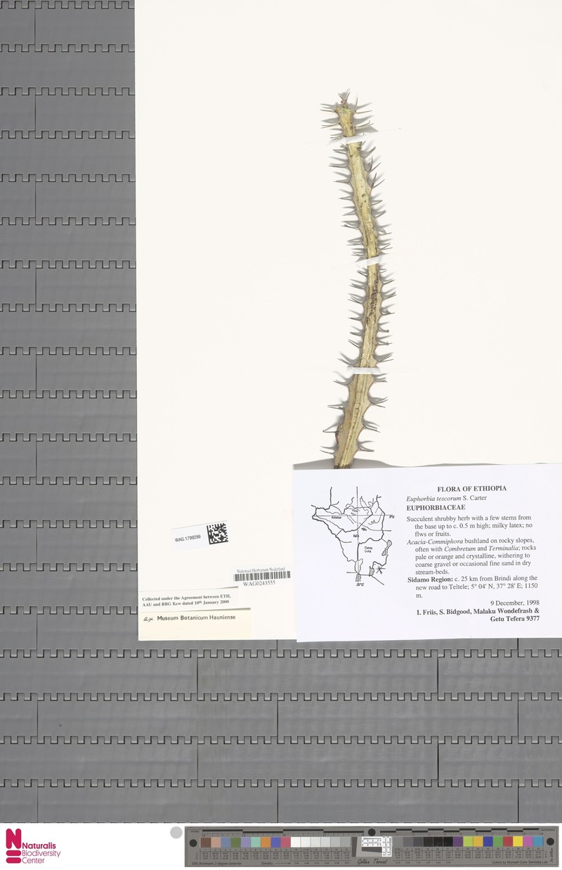 Euphorbia tescorum photo 2