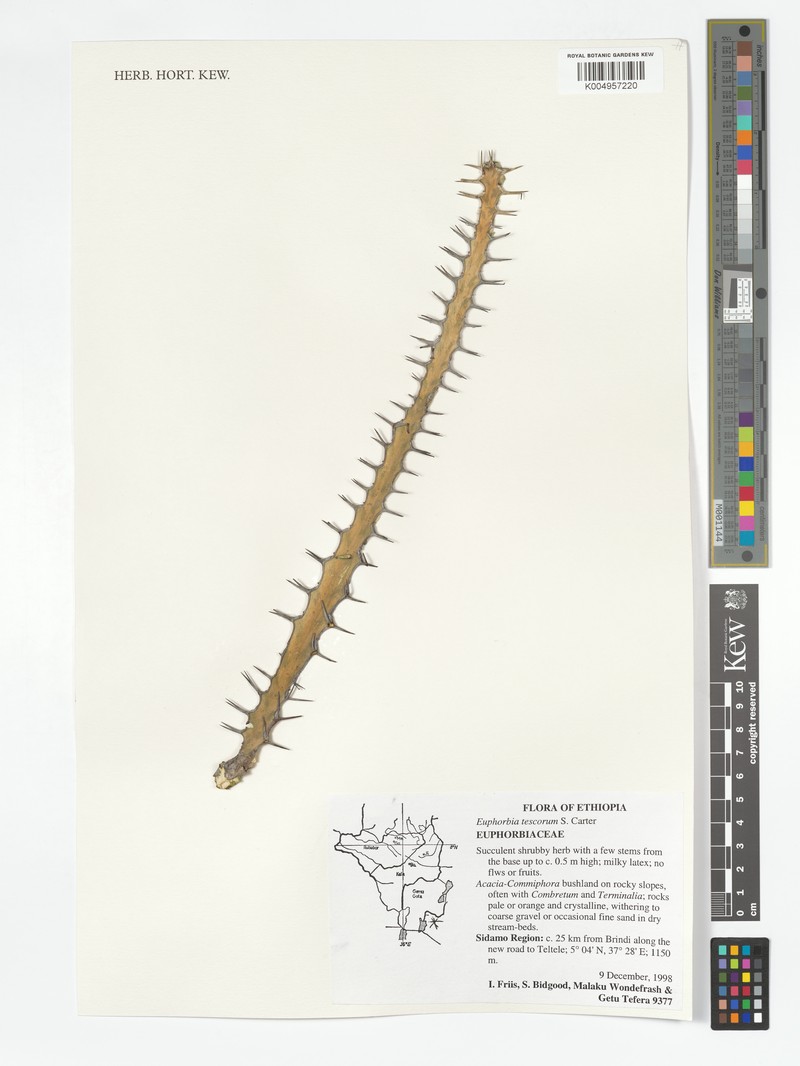 Euphorbia tescorum photo 3