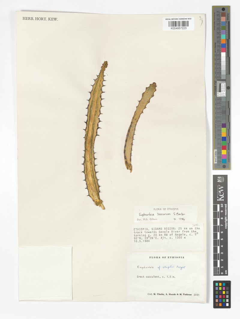 Euphorbia tescorum photo 4
