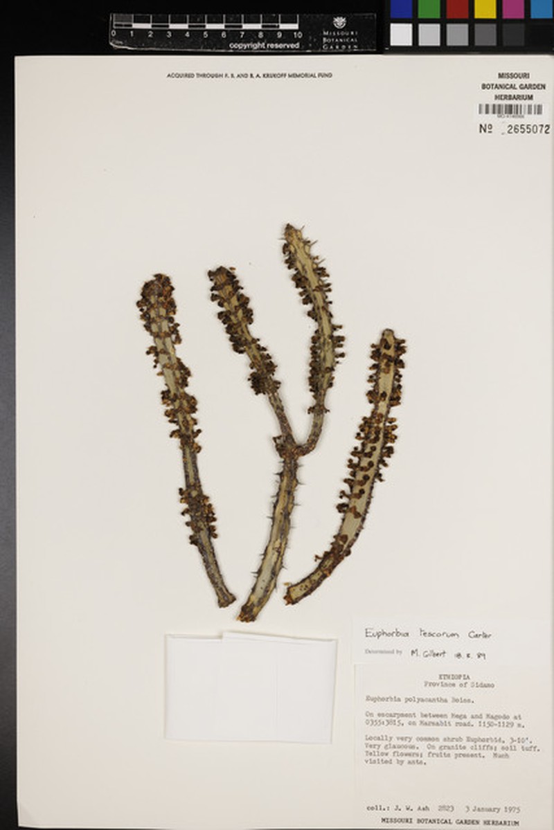 Euphorbia tescorum photo 6