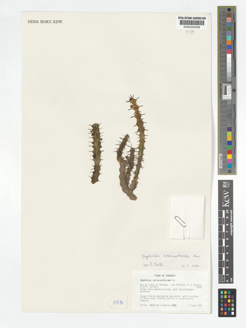 Euphorbia tetracanthoides photo 2