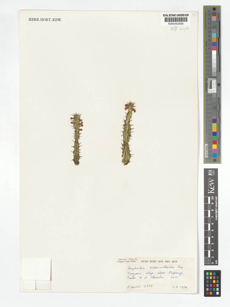 Euphorbia tetracanthoides photo 4