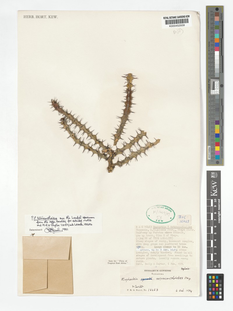 Euphorbia tetracanthoides photo 5