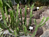 Euphorbia tetracanthoides
