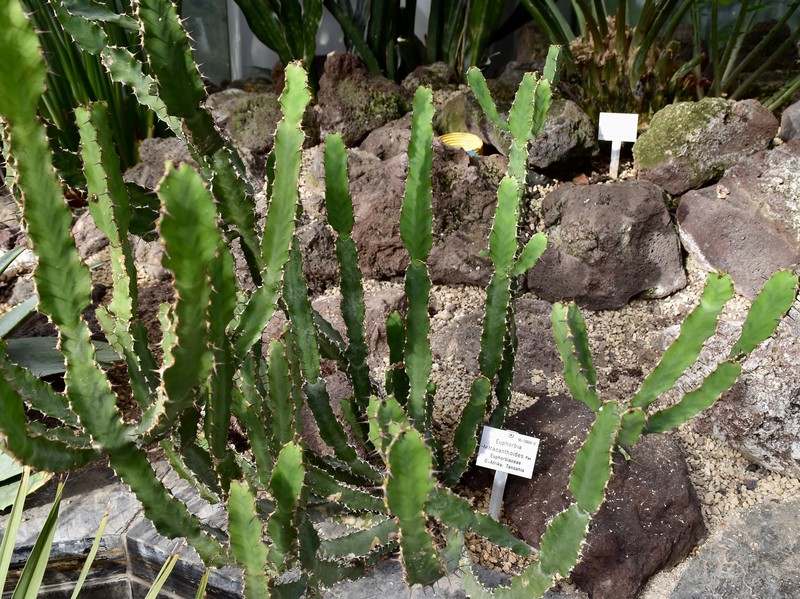 Euphorbia tetracanthoides