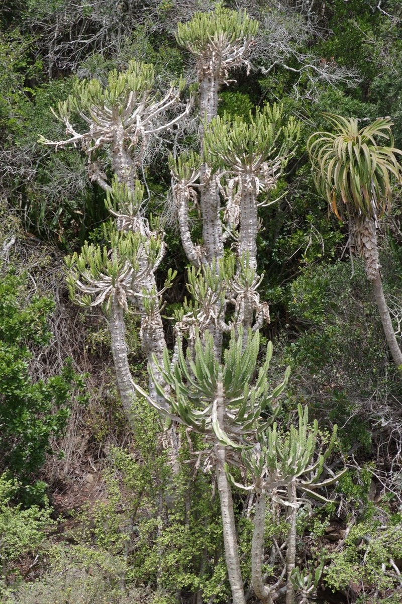 Euphorbia tetragona