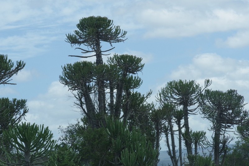 Euphorbia tetragona photo 3
