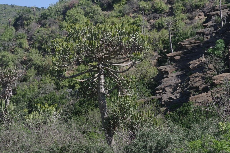 Euphorbia tetragona photo 5