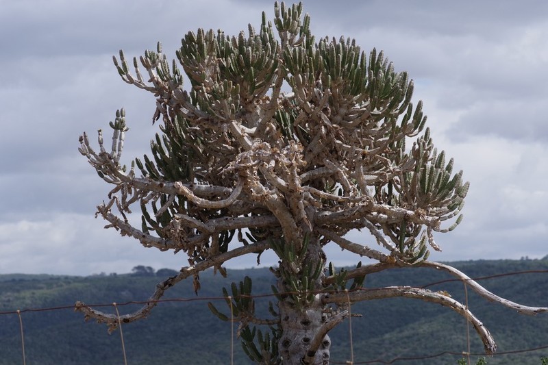 Euphorbia tetragona photo 6