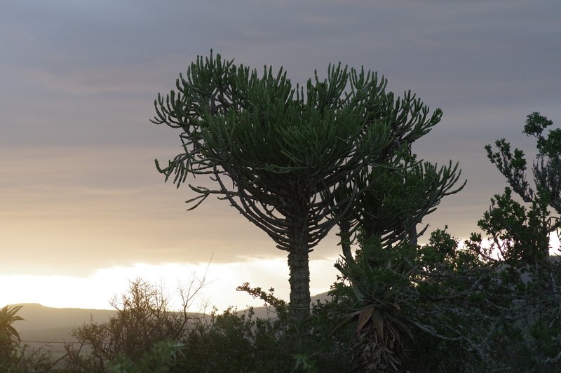 Euphorbia tetragona photo 7