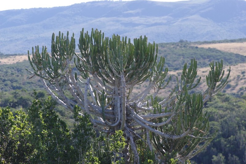 Euphorbia tetragona photo 8