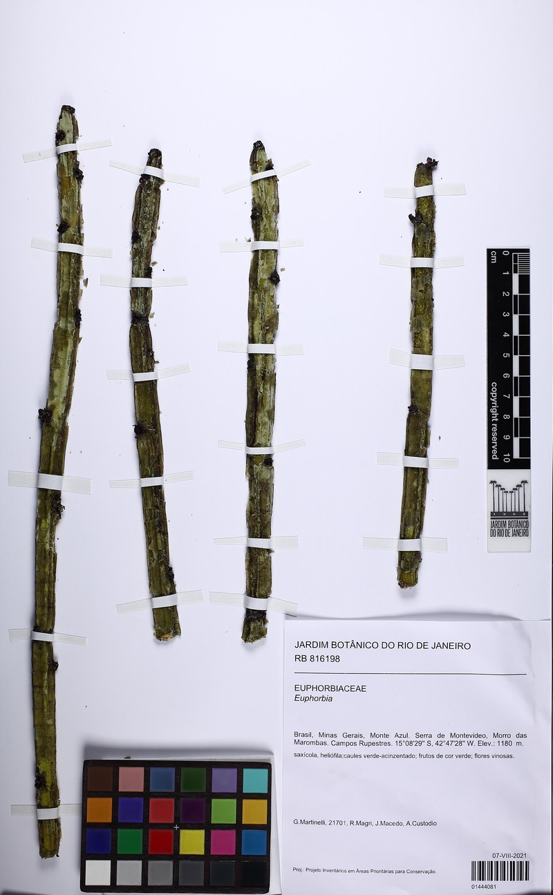 Euphorbia tetrangularis