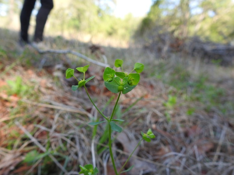 Weak Spurge
