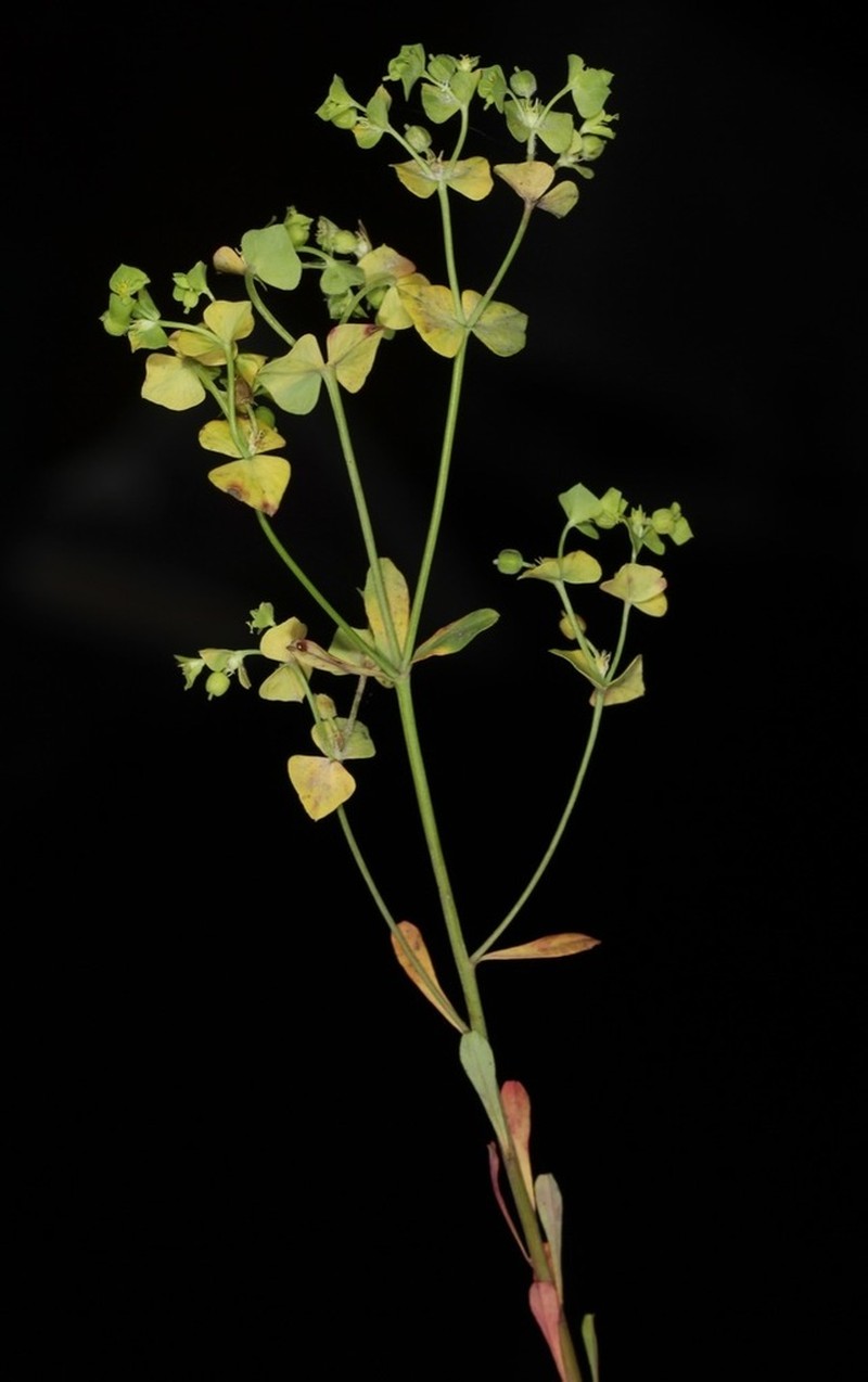 Weak Spurge photo 2