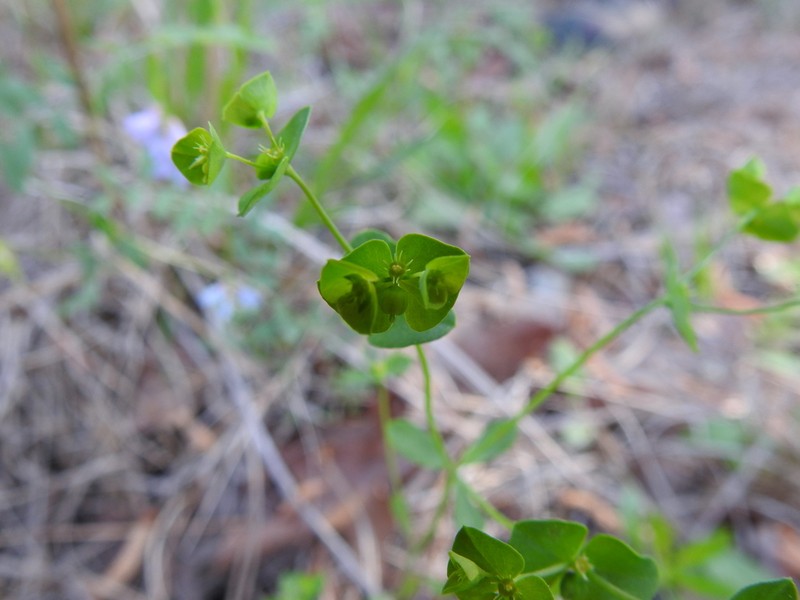 Weak Spurge photo 3