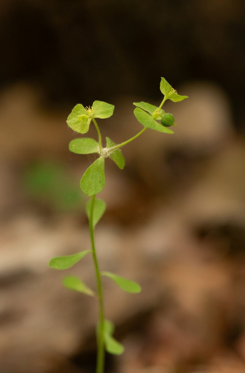 Weak Spurge photo 4