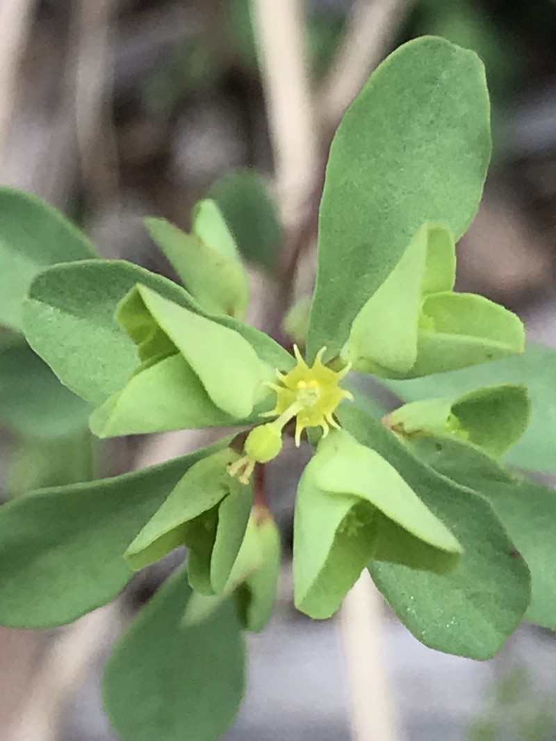 Weak Spurge photo 5