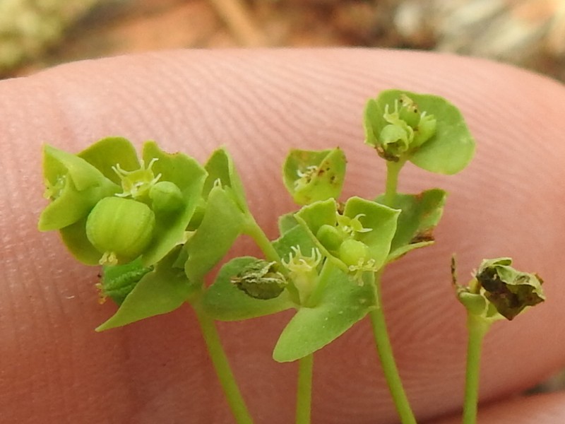 Weak Spurge photo 6