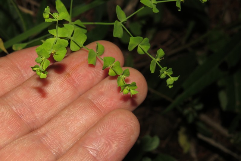 Weak Spurge photo 7