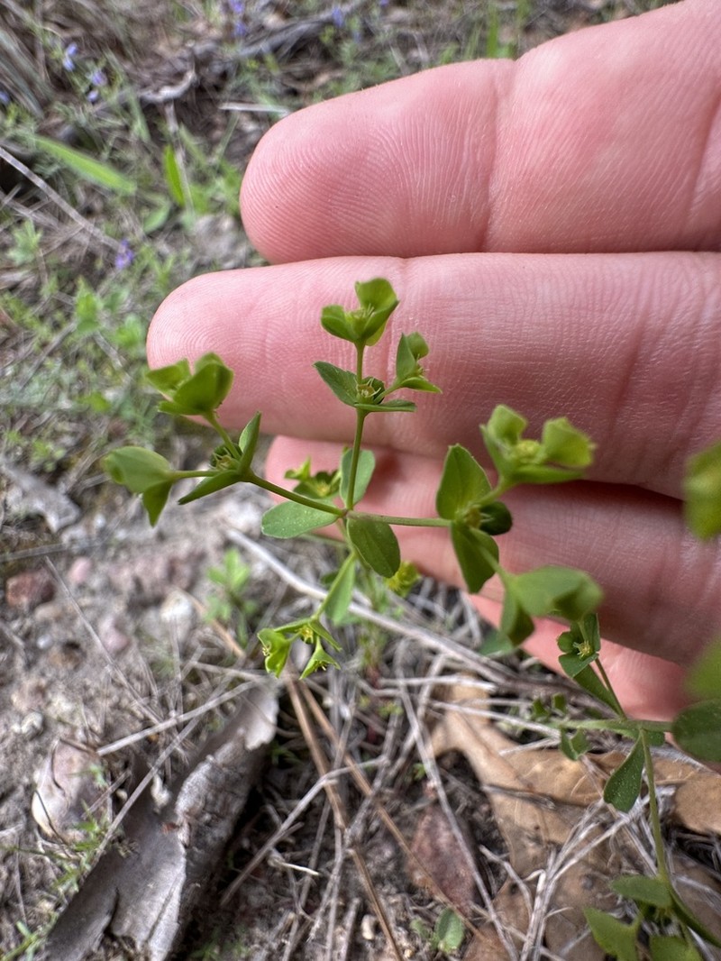 Weak Spurge photo 8