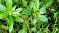 Euphorbia tetraptera