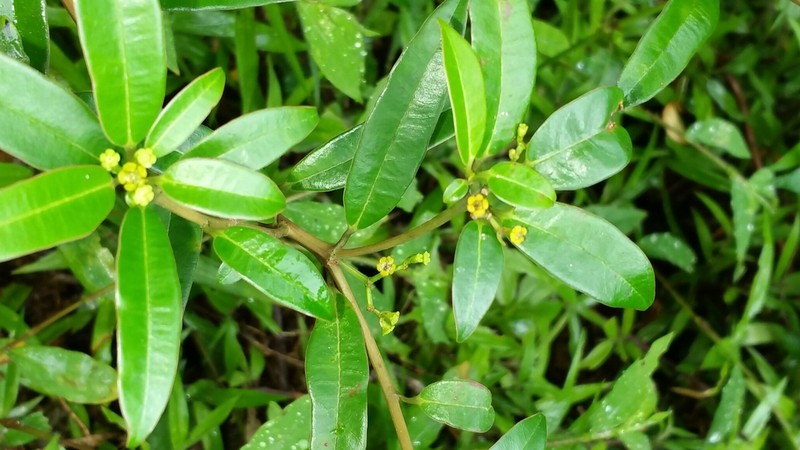 Euphorbia tetraptera