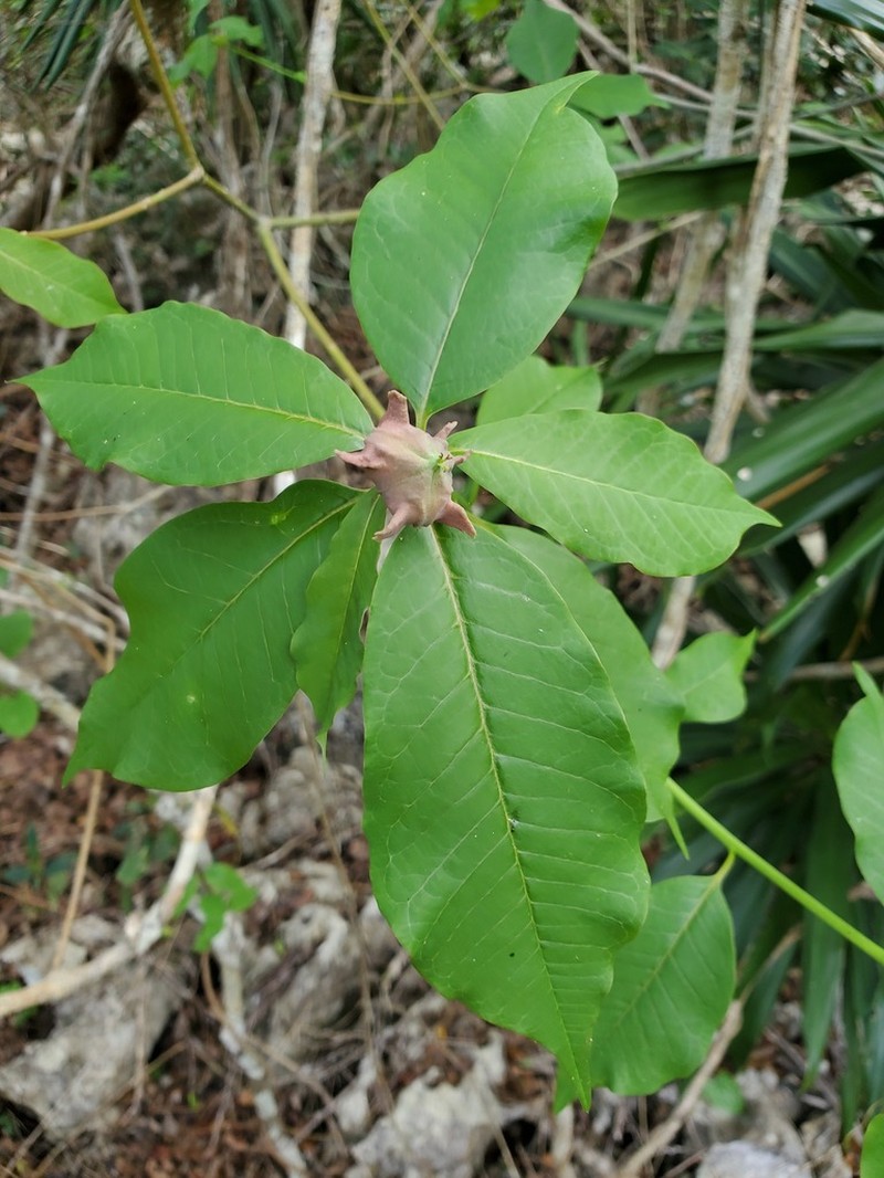 Euphorbia tetraptera photo 2