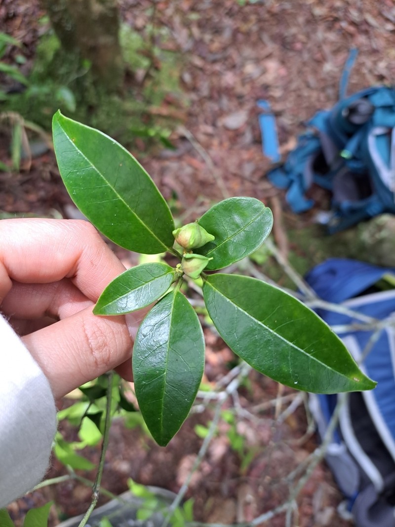 Euphorbia tetraptera photo 3