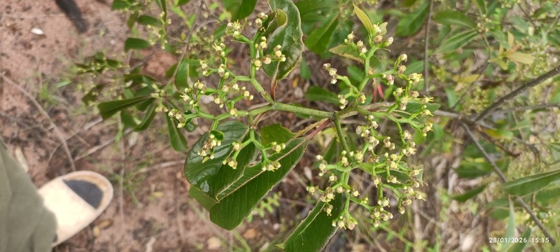 Euphorbia tetraptera photo 4