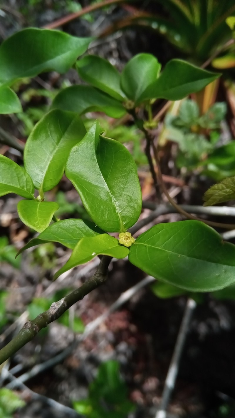 Euphorbia tetraptera photo 5