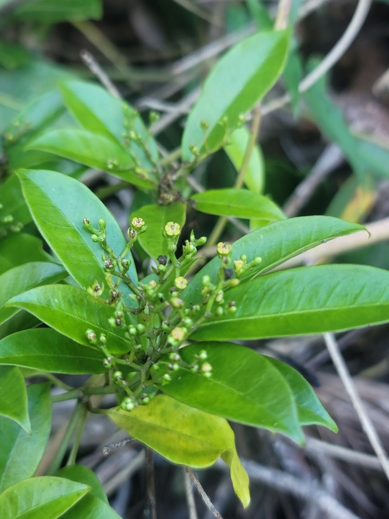 Euphorbia tetraptera photo 7